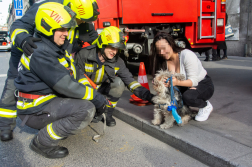 Harmadik emeleti párkányról mentettek kutyát a fővárosi tűzoltók