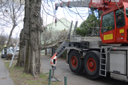 Húsz méter magas kidőlt fa eltávolítása a XV. kerületi Őrjáró téren
