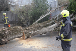 Húsz méter magas kidőlt fa eltávolítása a XV. kerületi Őrjáró téren