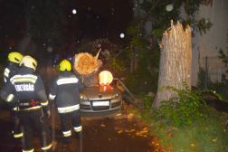 Parkoló autóra hasadt egy fa 4