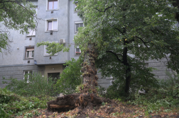 20 méteres fa dőlt egy társasházra