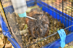 kimentett tengerimalac
